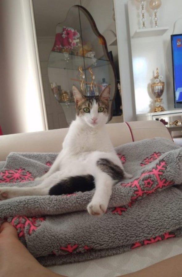 Kaybolan kedisinin başına ödül koydu