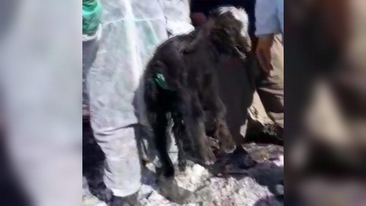 Göçük altından 14 gün sonra canlı çıkan oğlak