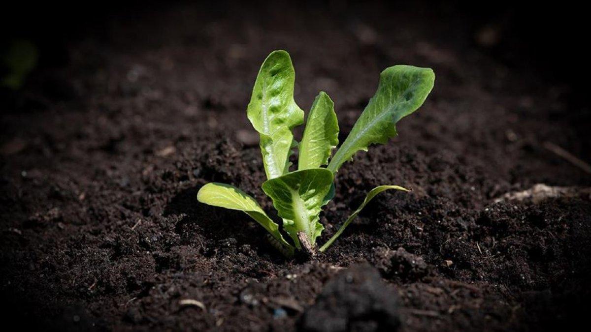 NASA astronotları, uzay istasyonunda marul yetiştirdi