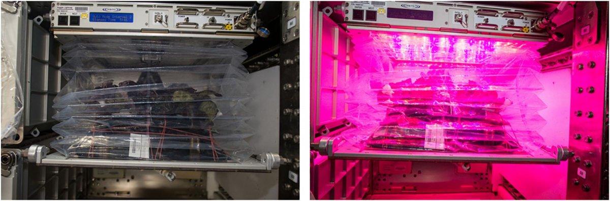 NASA astronotları, uzay istasyonunda marul yetiştirdi
