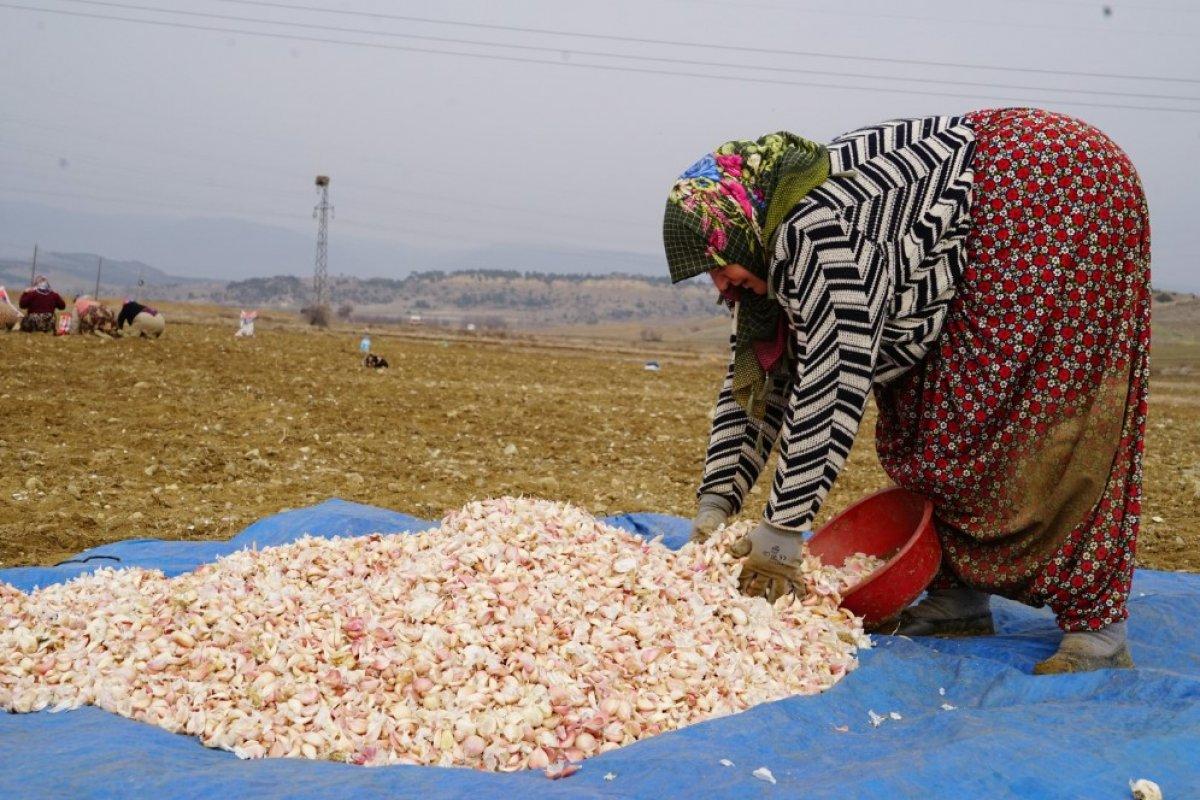 Sarımsak fiyatını ikiye katladı