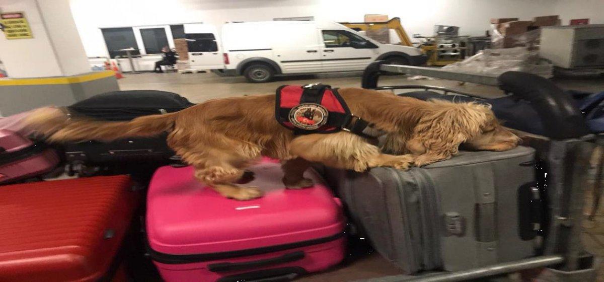 Antalya'da havalimanında uyuşturucu madde kontrolü