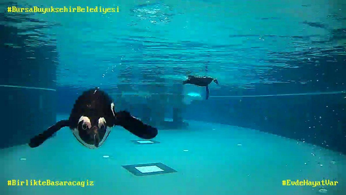 Bursa Hayvanat Bahçesi’ne canlı bağlantı