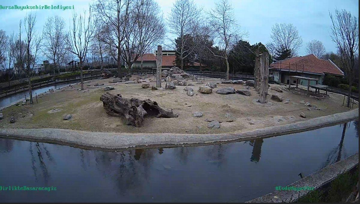 Bursa Hayvanat Bahçesi’ne canlı bağlantı