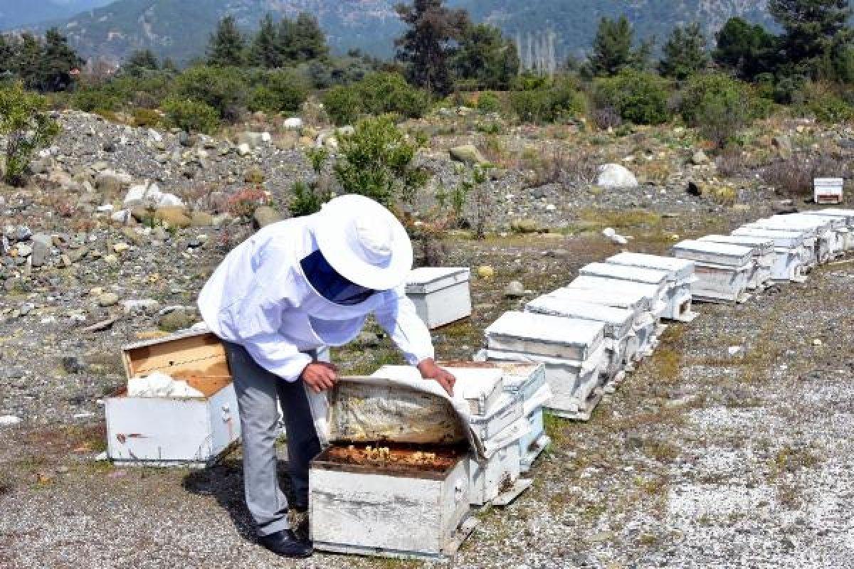 Propolis, 2 bin liradan alıcı buluyor