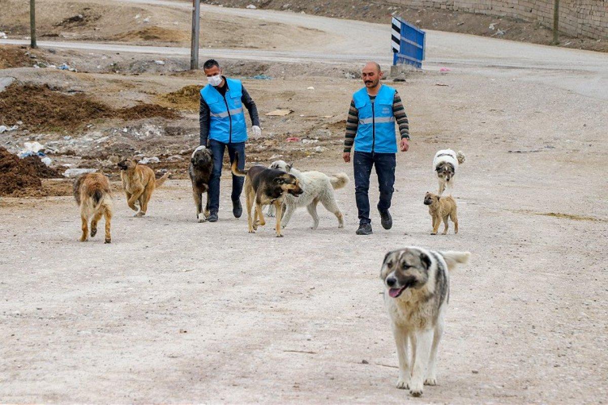 Sokaklarda yalnız kalan hayvanlar unutulmadı
