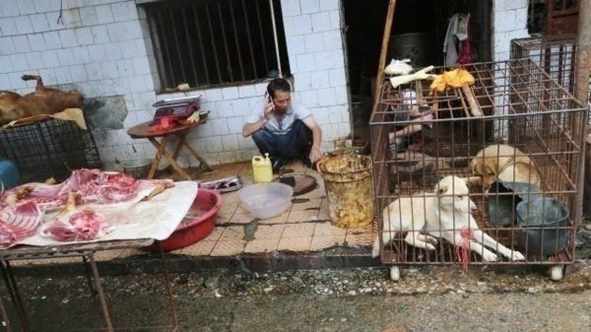 Çin'de vahşi hayvan pazarları yeniden kuruldu