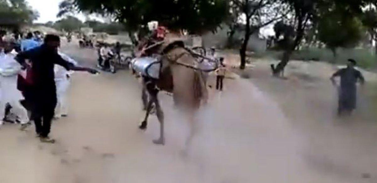 Koronavirüse karşı deveyle ilaçlama