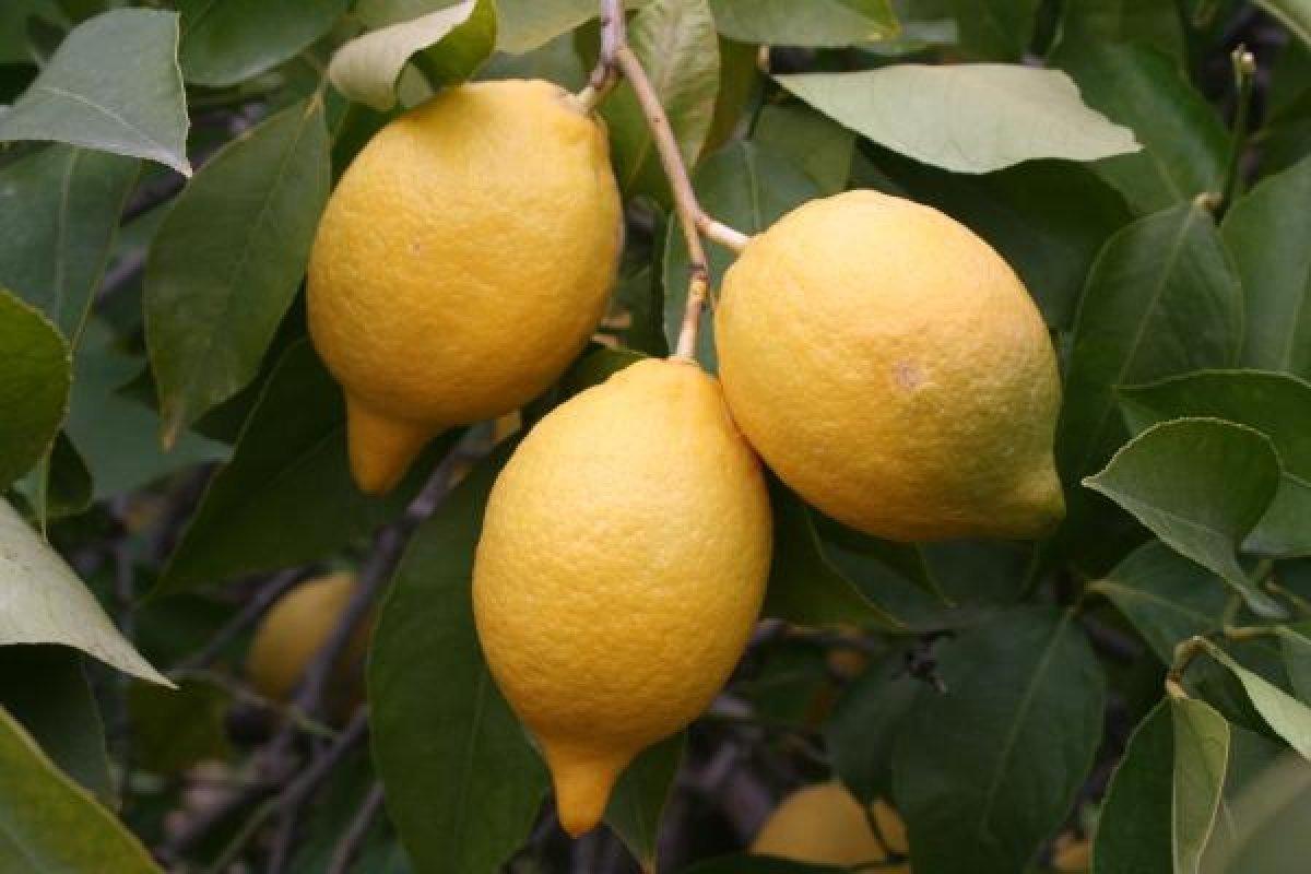 Limon ihracatı izne bağlandı