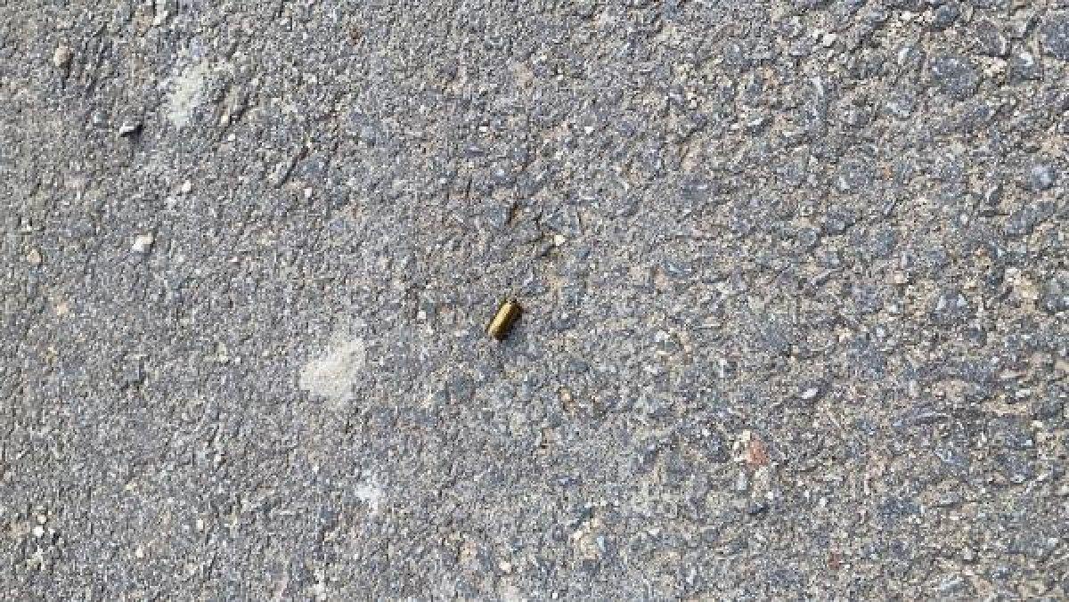 Sokak köpeklerine silahla ateş açtı, birini öldürdü