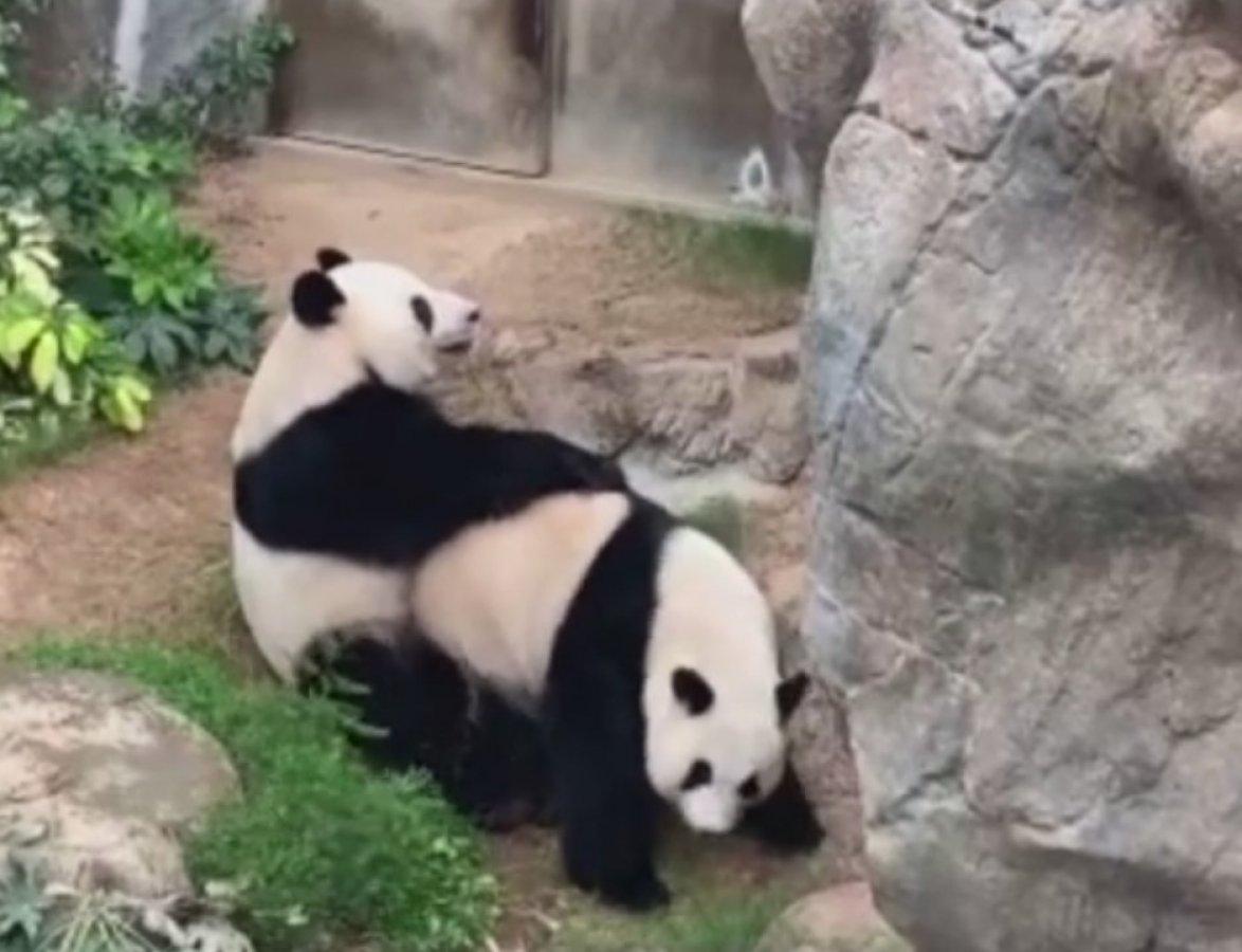 Pandalar 10 yıl sonra çiftleşti
