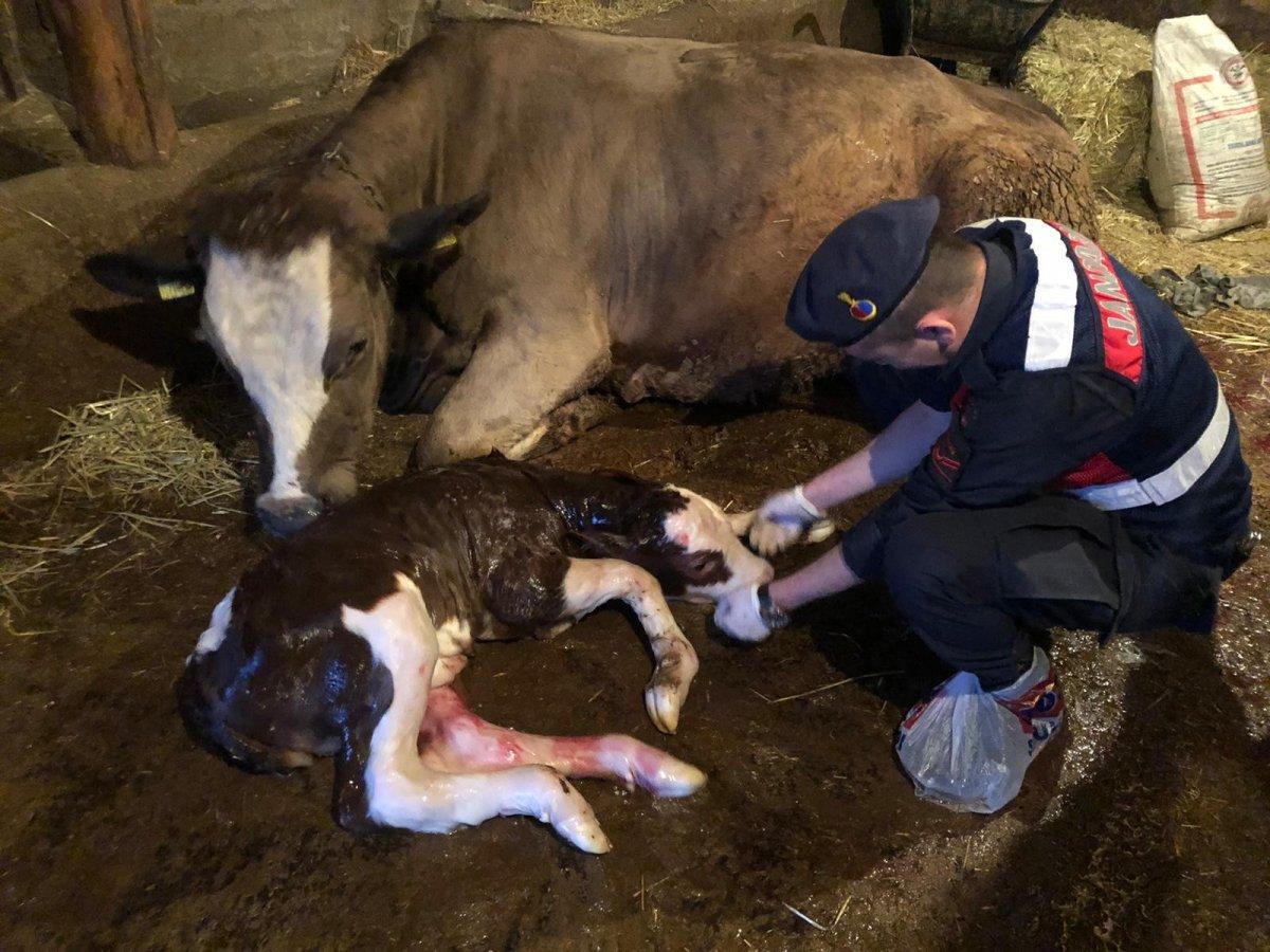 Yaşlı kadının ineğinin doğumunu jandarma yaptırdı