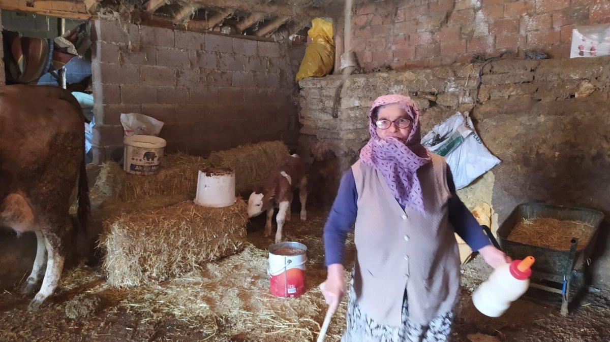 Yaşlı kadının ineğinin doğumunu jandarma yaptırdı