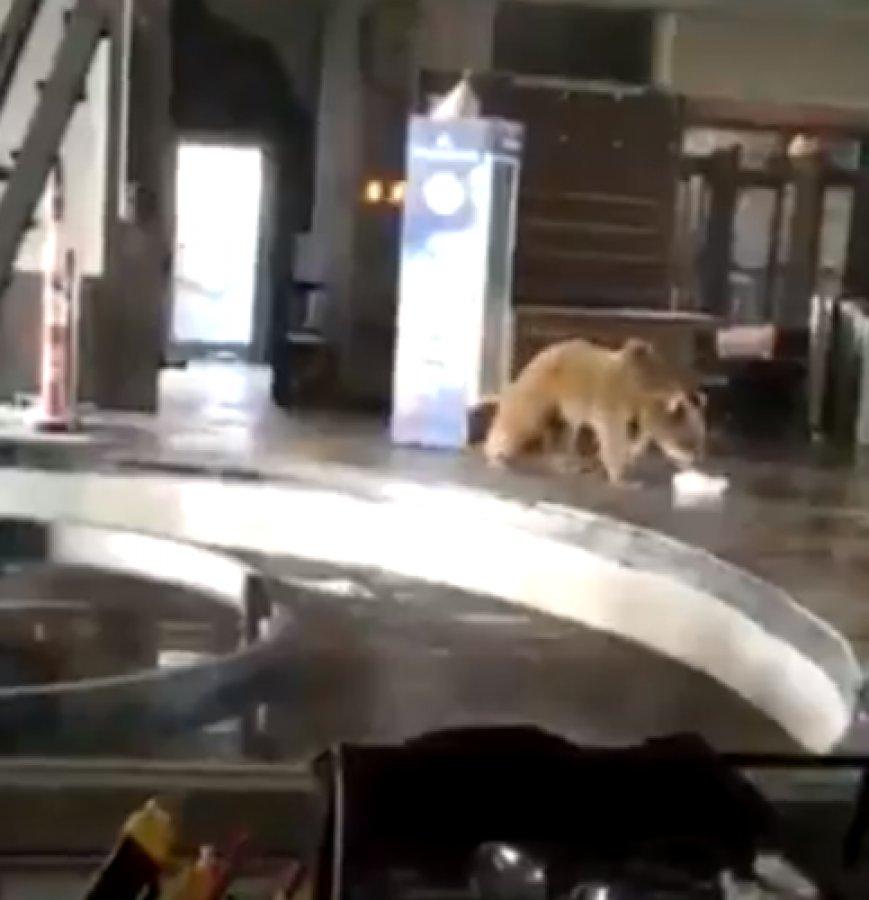 Bursa'da teleferik istasyonuna giren ayı