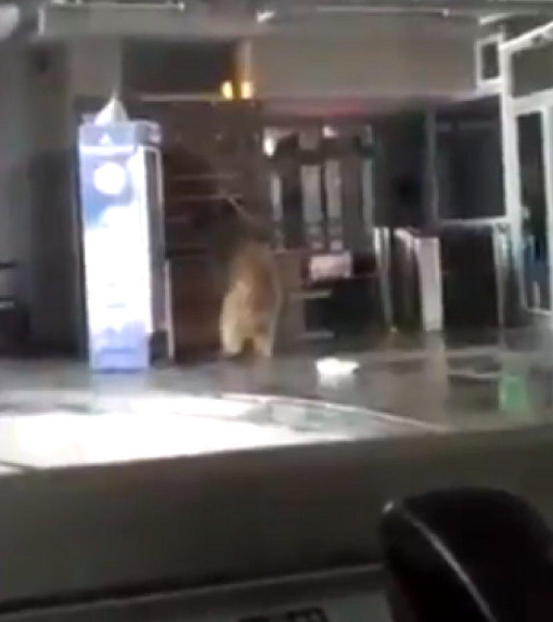 Bursa'da teleferik istasyonuna giren ayı