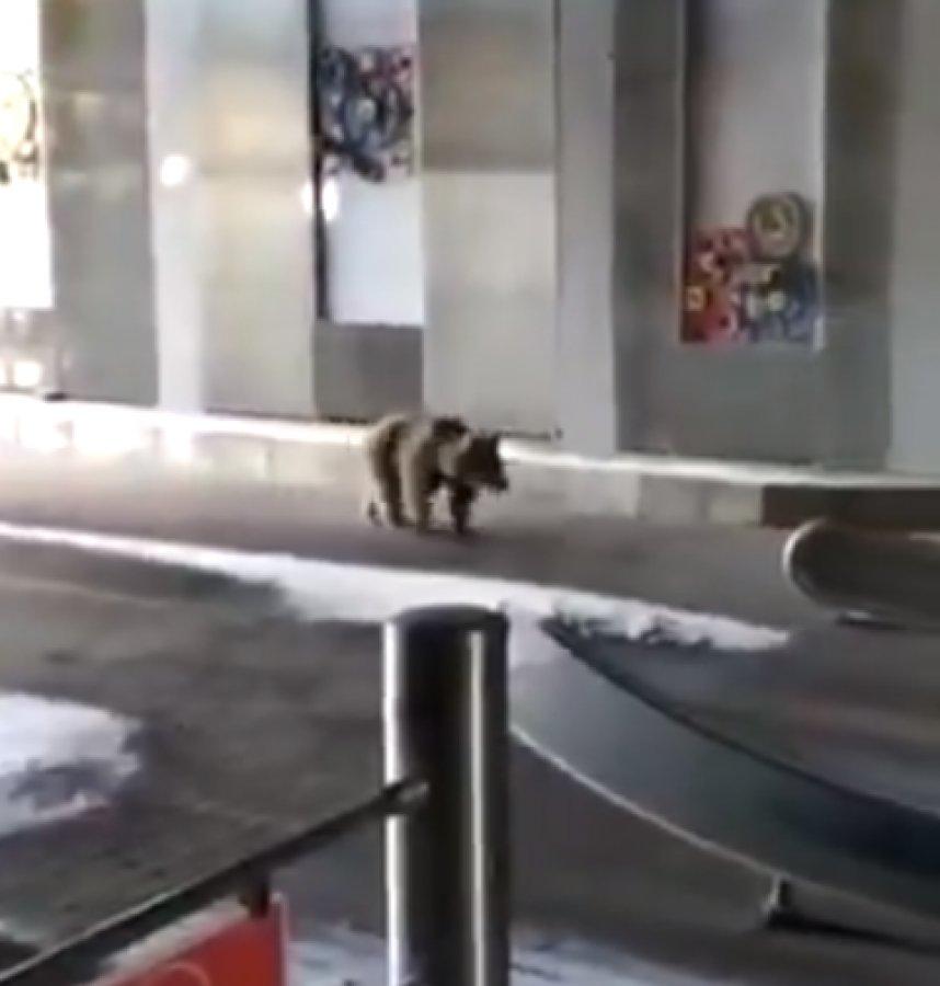 Bursa'da teleferik istasyonuna giren ayı