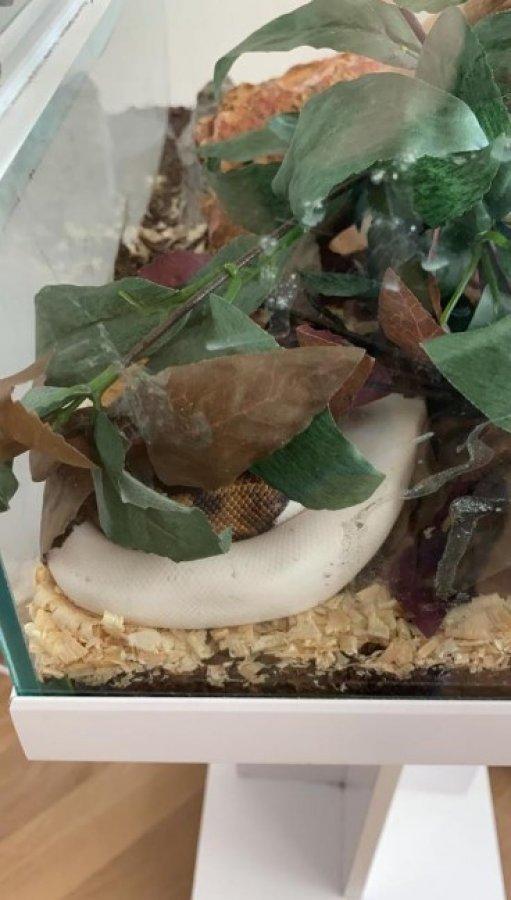 İranlı mankenin rezidansında yavru aslan ve piton çıktı