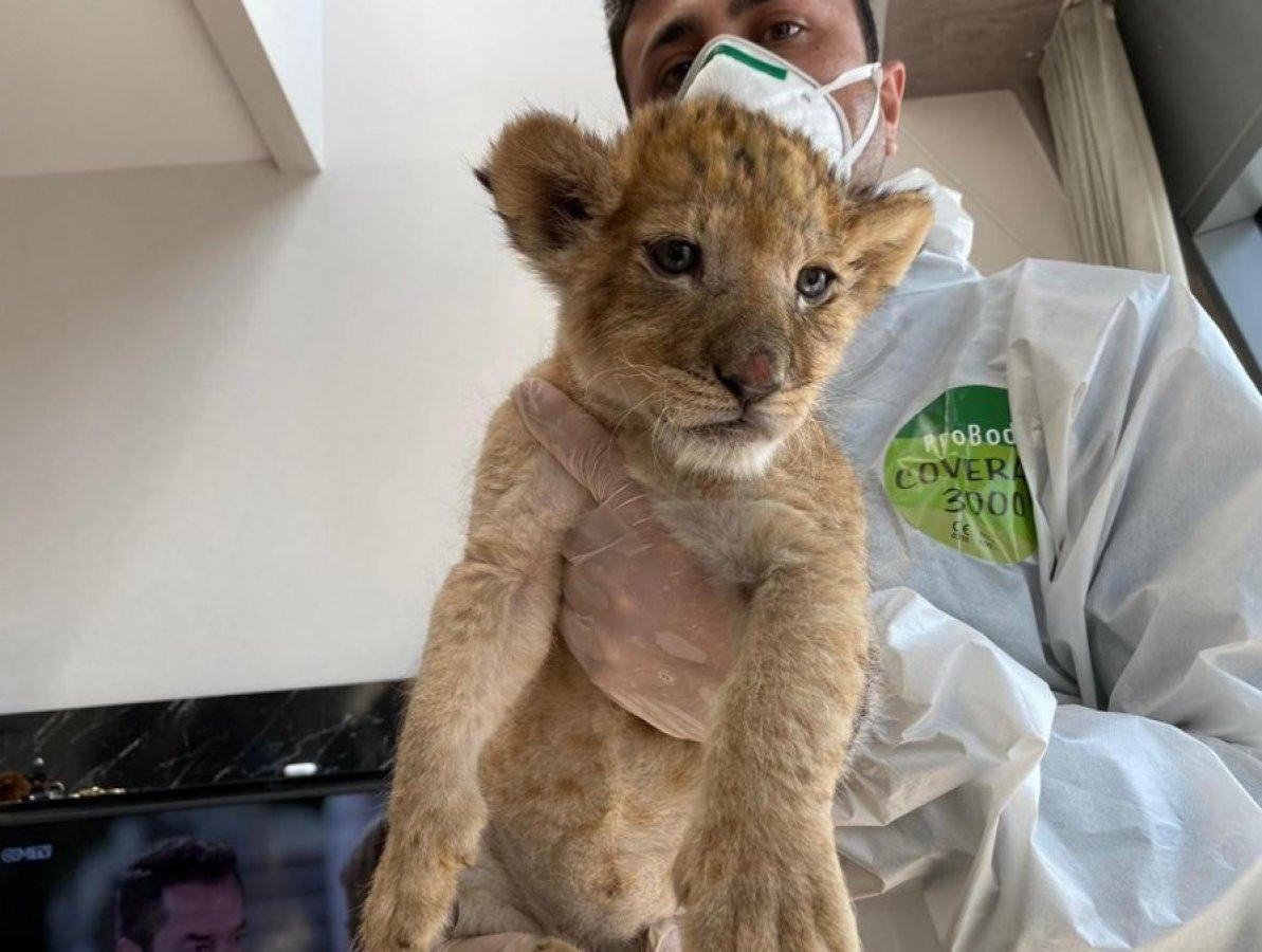 İranlı mankenin rezidansında yavru aslan ve piton çıktı