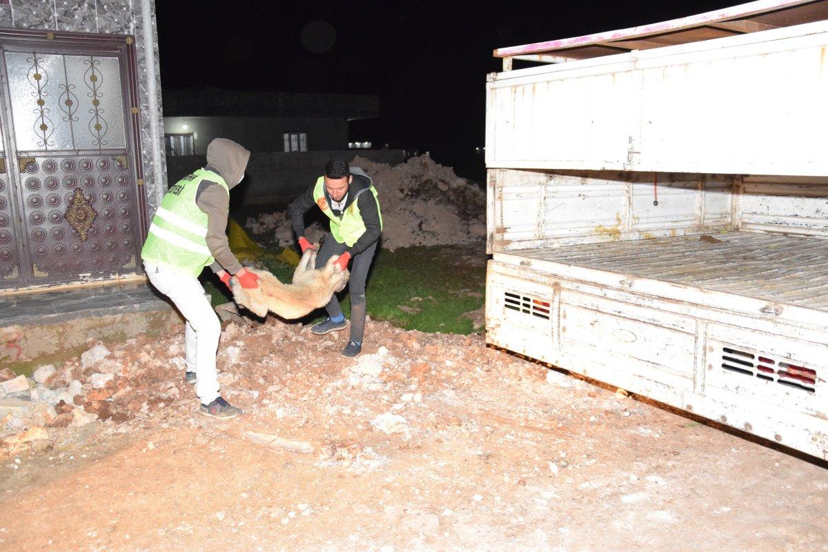 Şanlıurfa'da sokak köpekleri 6 çocuğa saldırdı