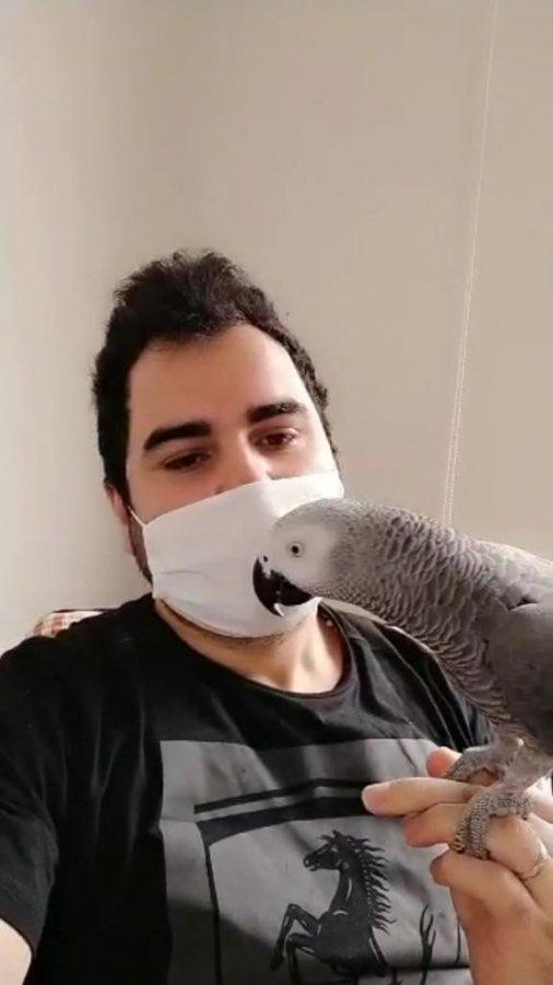 Evde Kal sloganını ezberleyen papağan