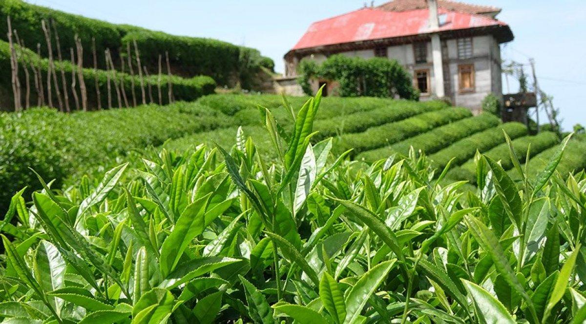 Çay üreticileri 30 Nisan'a kadar Rize'ye gelebilecek
