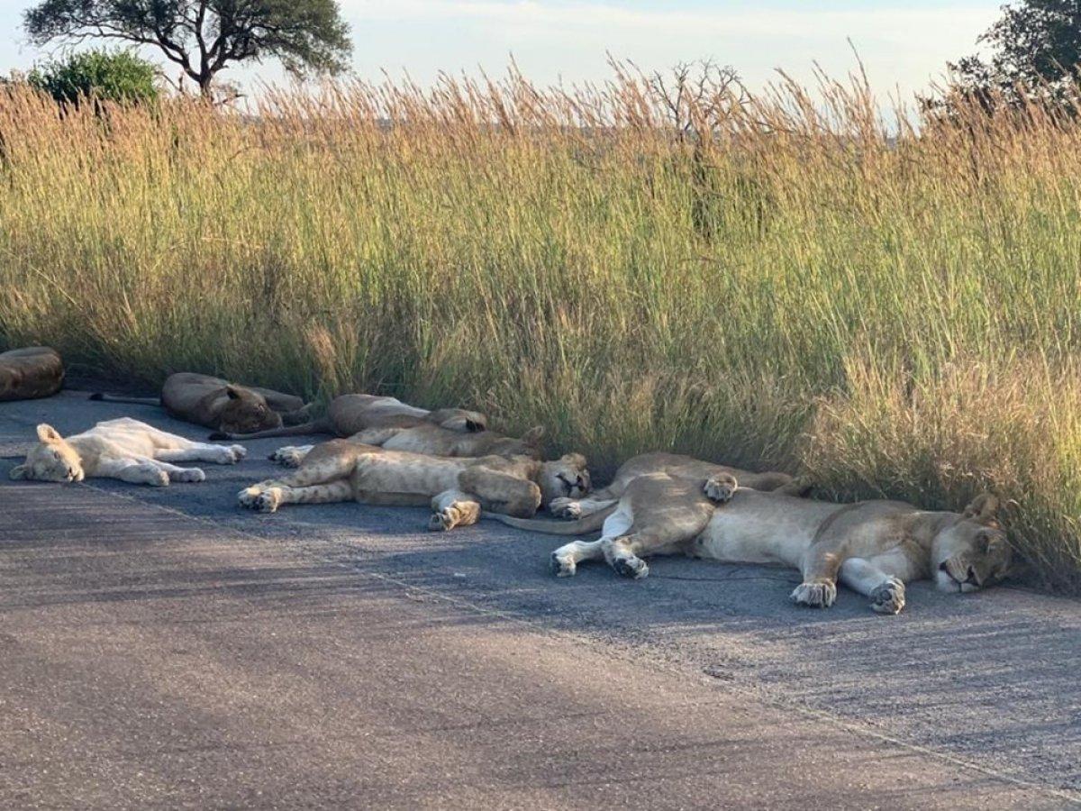 Kruger Ulusal Parkı’ndaki aslanlar yola indi