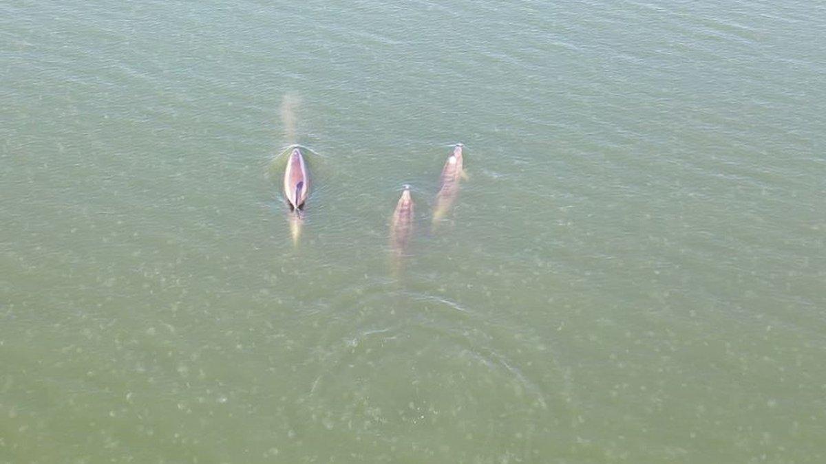 İzmit Körfezi'nde yunusların dansı