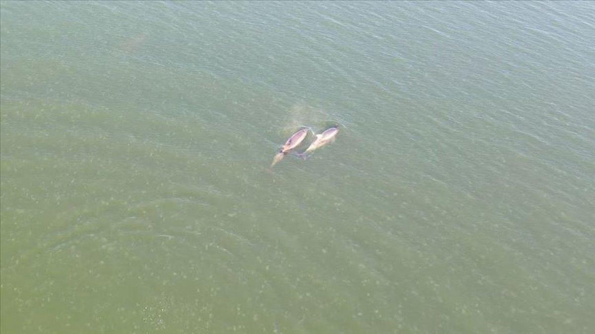 İzmit Körfezi'nde yunusların dansı