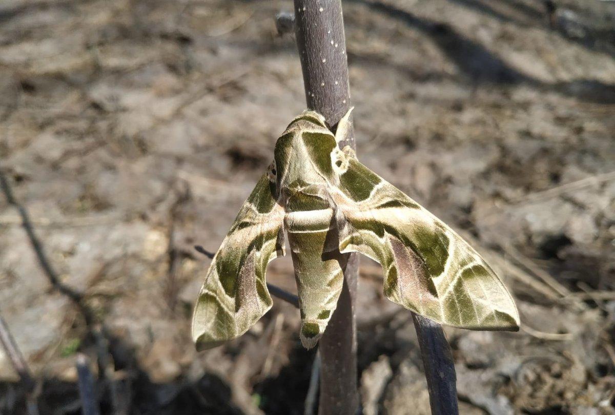 Nadir görülen Mekik Kelebeği, Hakkari'de ortaya çıktı