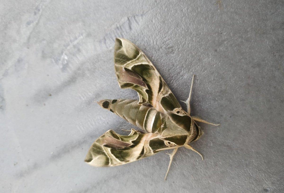 Nadir görülen Mekik Kelebeği, Hakkari'de ortaya çıktı