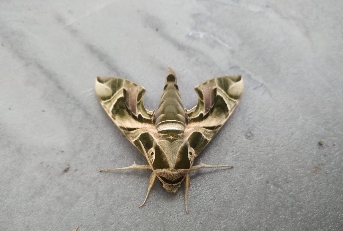 Nadir görülen Mekik Kelebeği, Hakkari'de ortaya çıktı