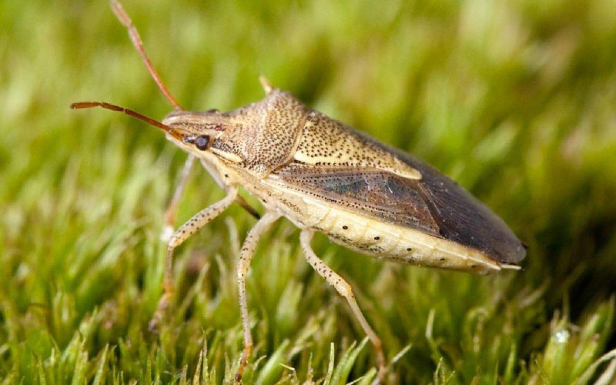 Hemiptera nedir