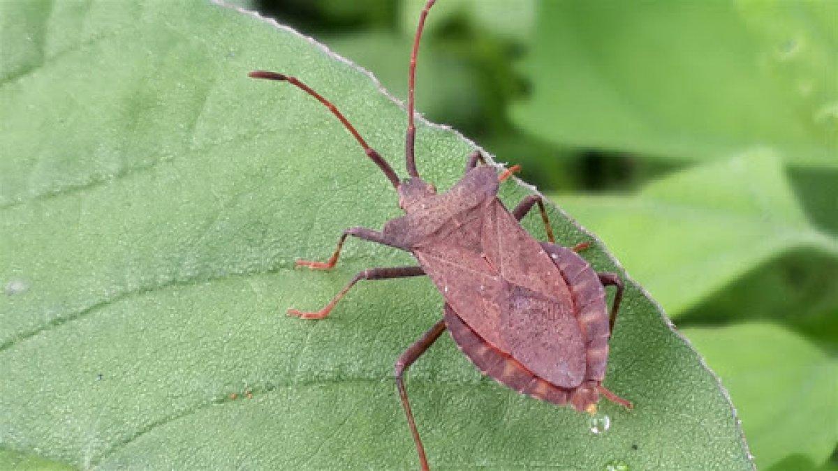 Hemiptera nedir