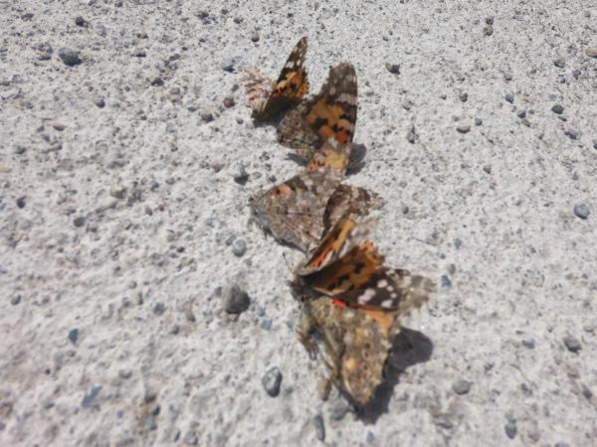 Türkiye'de daha önce görülmeyen böcekler tehlike saçıyor