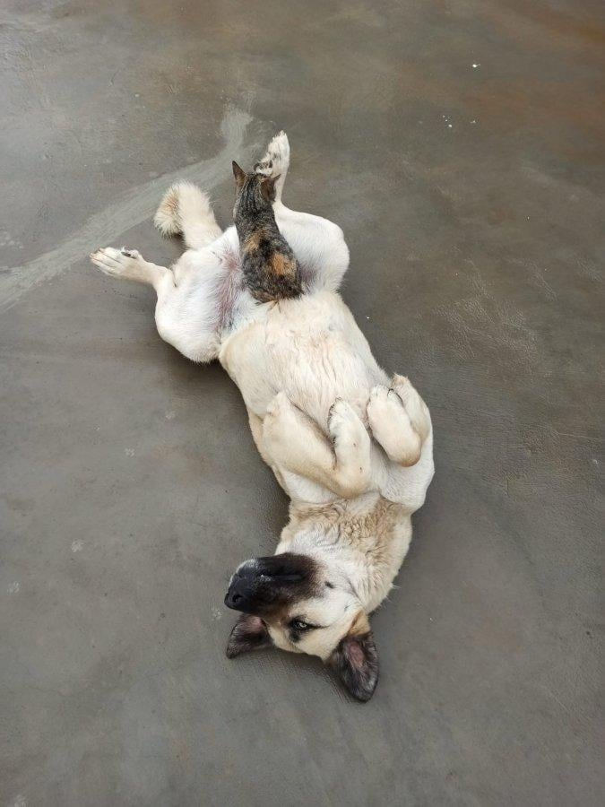 Tunceli'de köpek ve kedinin kıskandıran dostluğu