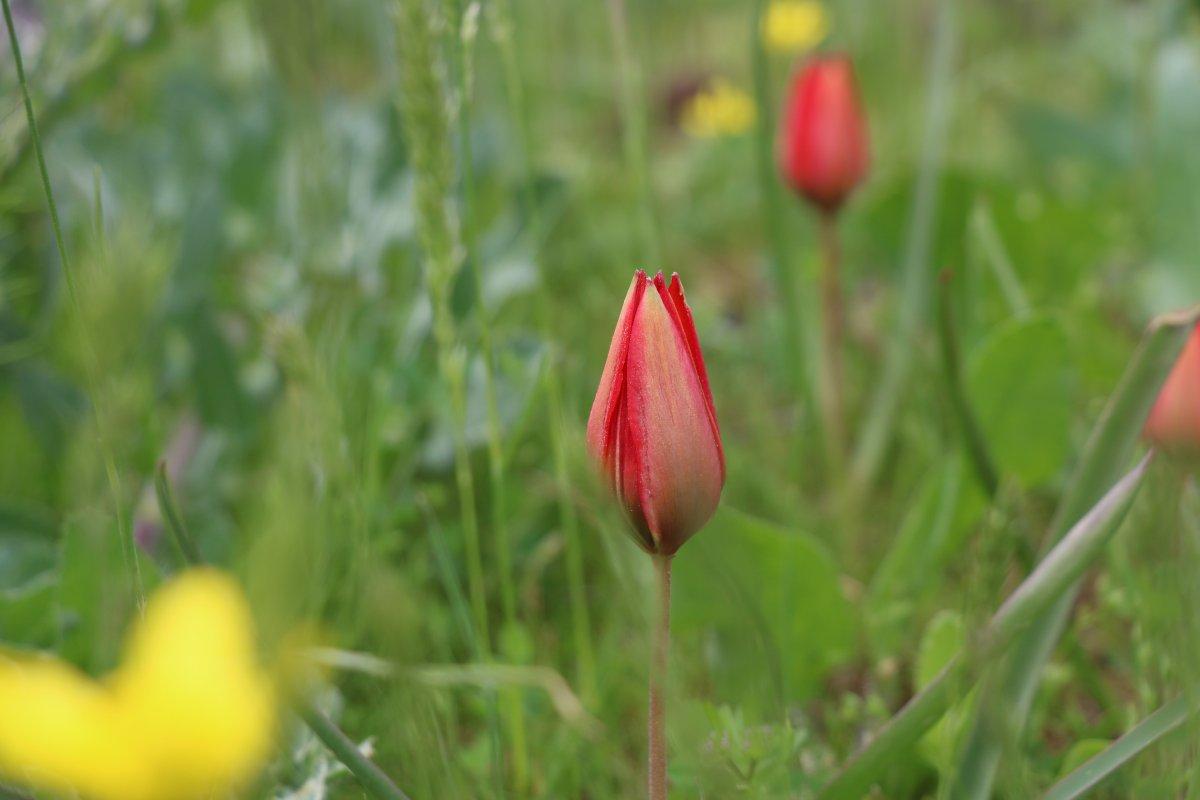 Korona, 73 bin liralık 'Manisa lalesi'ne yaradı
