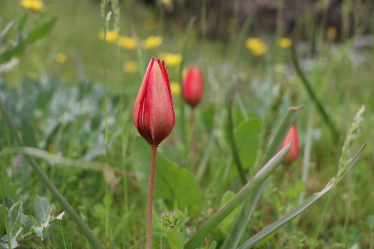 Korona, 73 bin liralık 'Manisa lalesi'ne yaradı