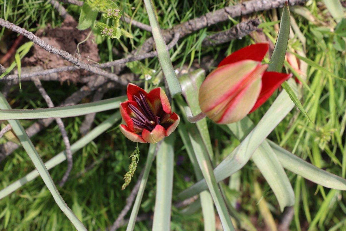 Korona, 73 bin liralık 'Manisa lalesi'ne yaradı