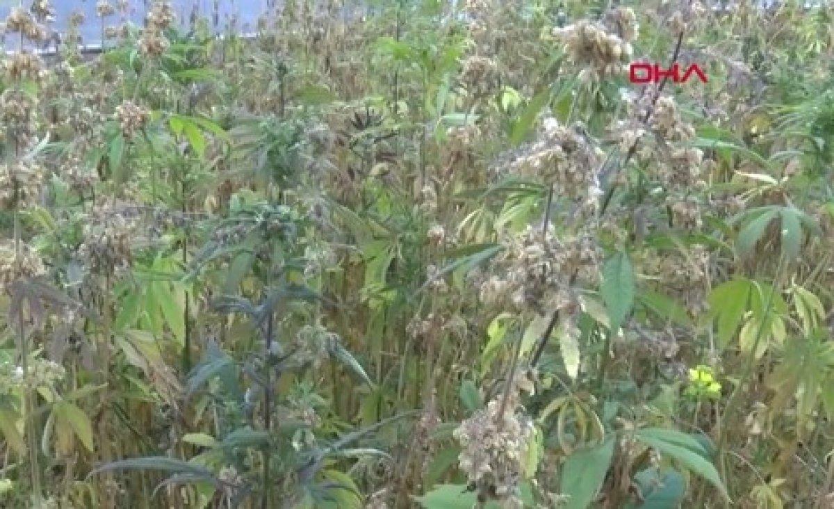 Türkiye'de kenevir ekim alanı 6 kat arttı