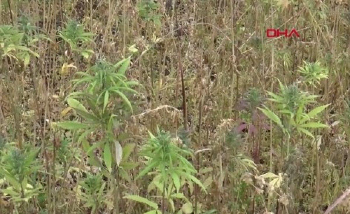 Türkiye'de kenevir ekim alanı 6 kat arttı