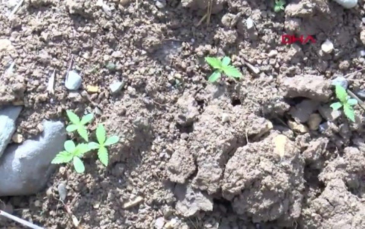 Türkiye'de kenevir ekim alanı 6 kat arttı