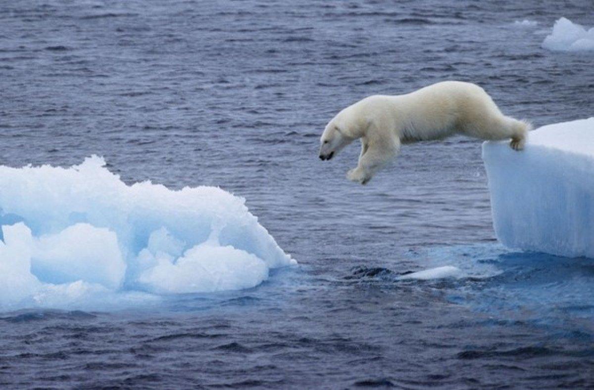 Kuzey Buz Denizi'ndeki buzullar 2050'de yok olacak