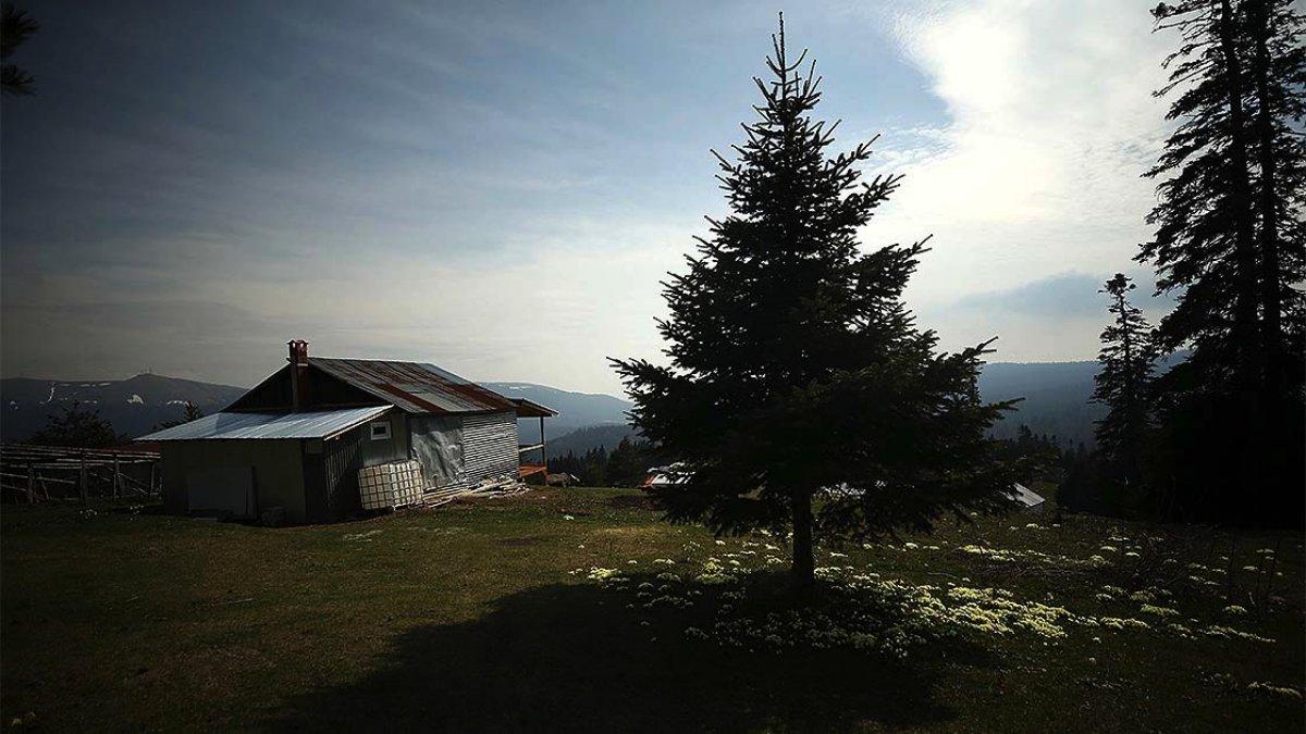 Koronadan kaçmak için Düzce'nin yaylalarına çıktı