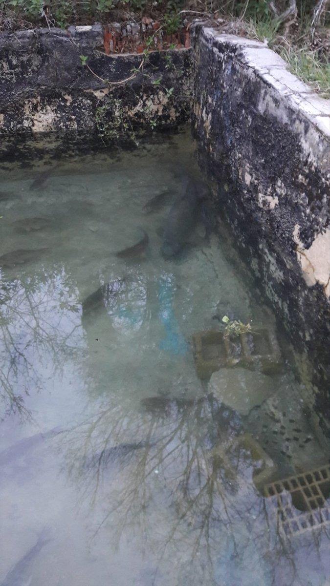 Baraj gölünde avladı, havuzunda besleyip sattı