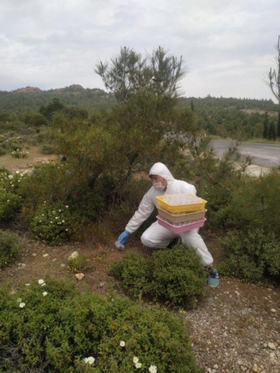 İzmir’de 2 bin 345 adet terminatör böcek ormana bırakıldı