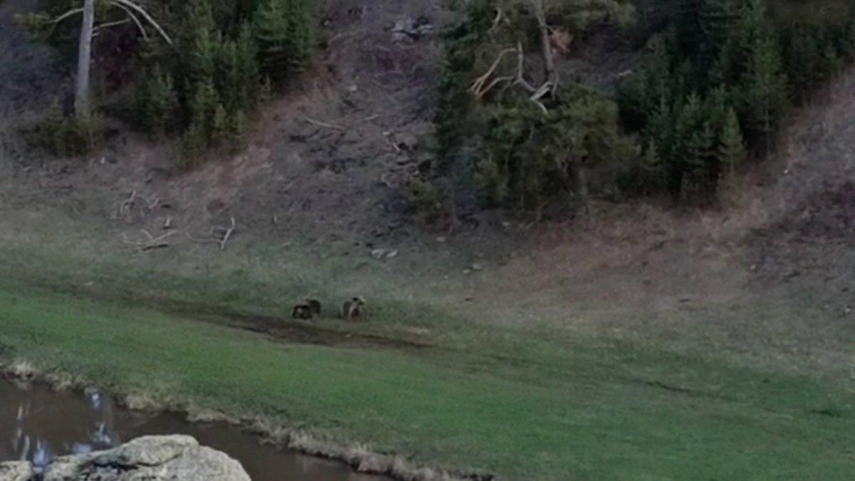 Ardahan'da 8 ayıyı bir arada görüntüleyen vatandaş