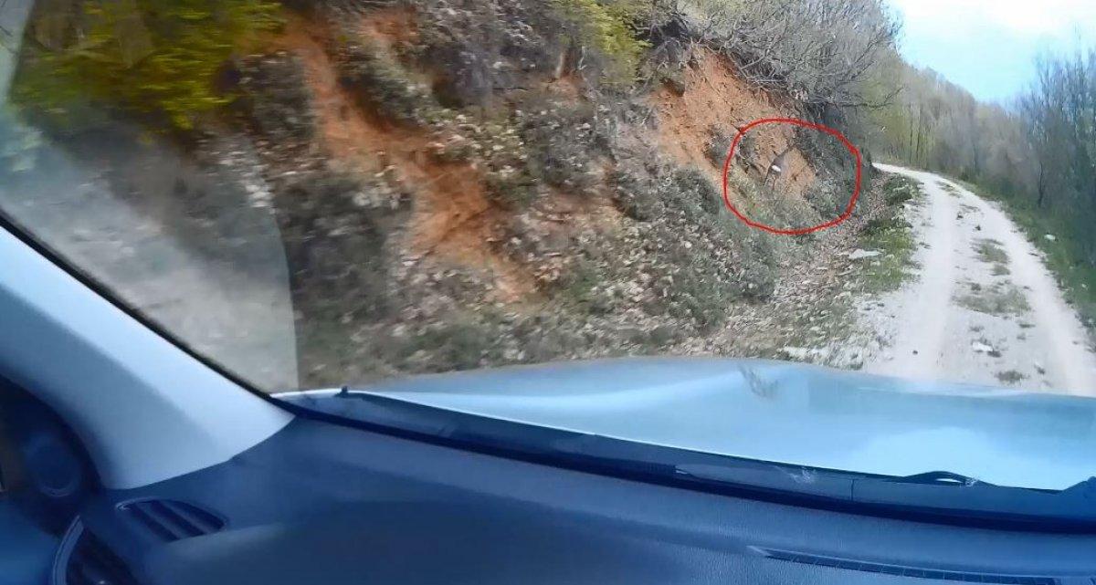 Av koruma ekiplerine yakalanan karaca