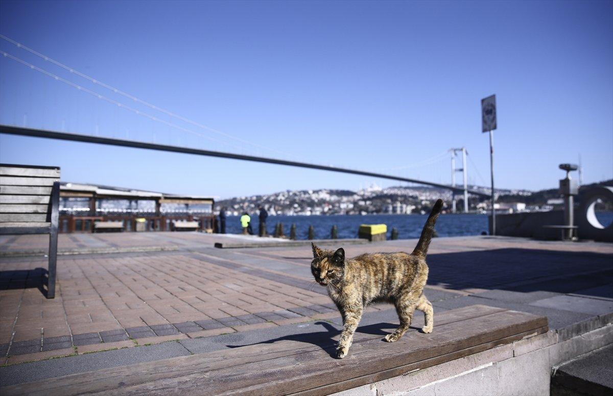 Sağlık Bakanı Koca, normale dönüş planını anlattı