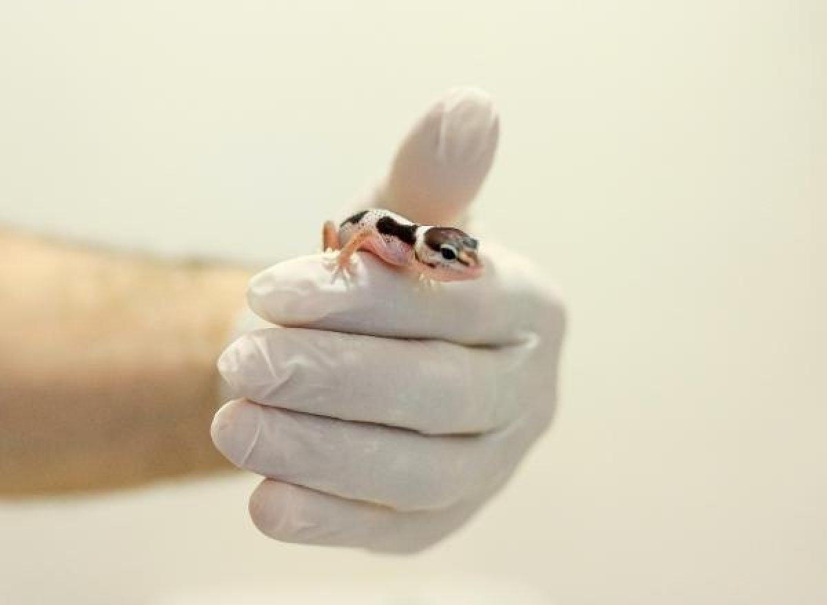 Sürüngen ve bukalemun yavrusu karantinada büyüyor