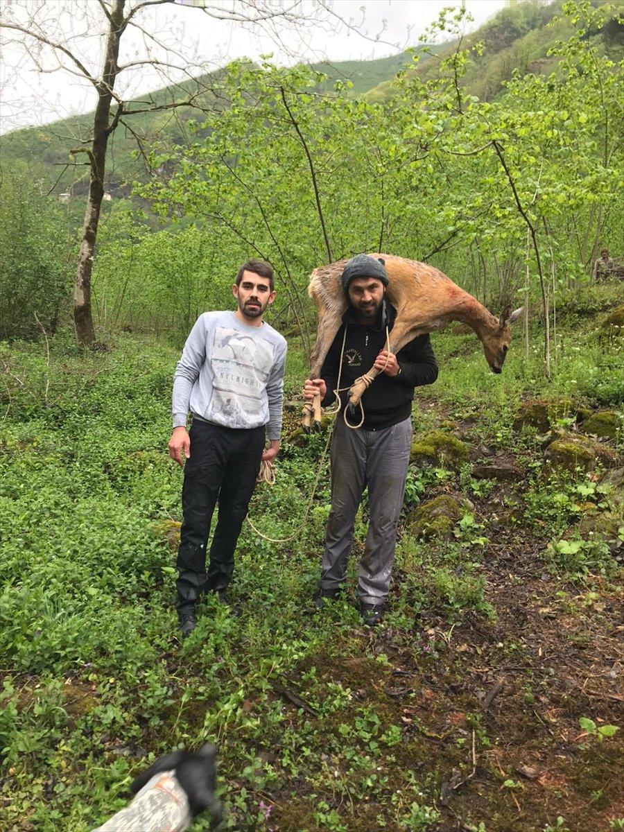 Ormanda yaralı bulunan karaca tedavi altına alındı